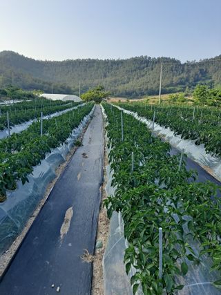 김종환님의 5월 내 작물 자랑하기 · 참여글 작성글 사진