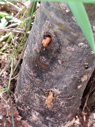 컬러님의 사과 · 영농일지 작성글 사진