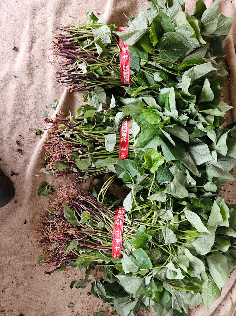 장터 상품 [무안 꿀고구마 모종판매] 썸네일