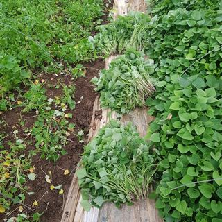 이재관(황토속애)님의 작성글 사진