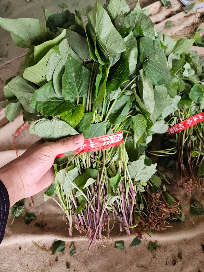 이재관(황토속애)님의 장터 판매 상품 [무안 꿀고구마 모종판매] 첨부 사진