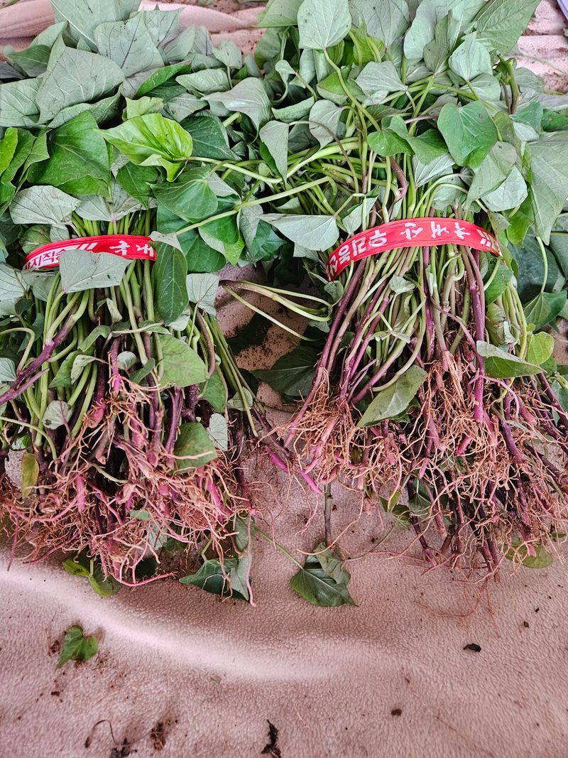 이재관(황토속애)님의 장터 판매 상품 [무안 꿀고구마 모종판매] 첨부 사진