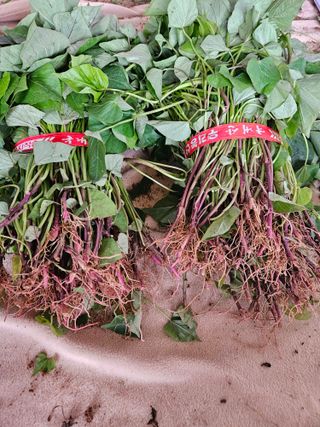 이재관(황토속애)님의 작성글 사진