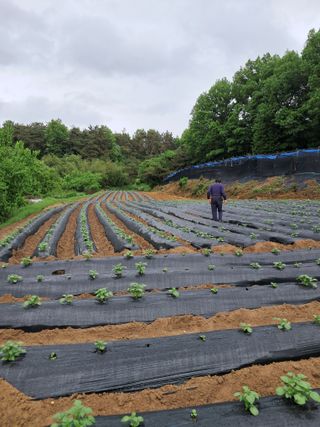 최평선님의 감자 · 영농일지 작성글 사진