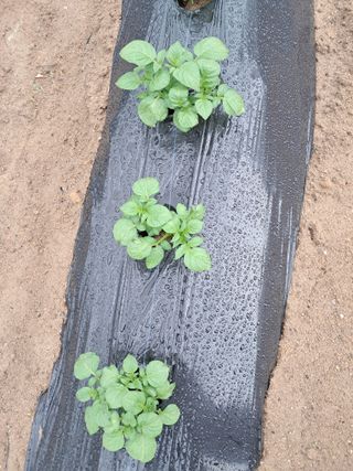 최평선님의 감자 · 영농일지 작성글 사진