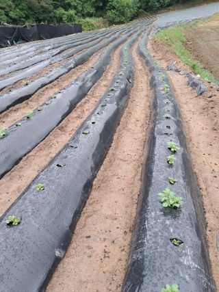 최평선님의 감자 · 영농일지 작성글 사진