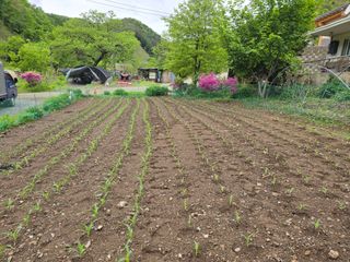 홍천 손춘목 님의 5월 내 작물 자랑하기 · 참여글 작성글 사진