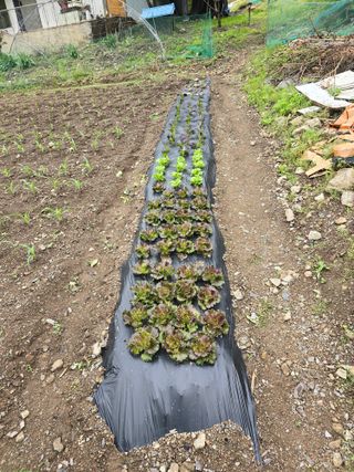 홍천 손춘목 님의 5월 내 작물 자랑하기 · 참여글 작성글 사진