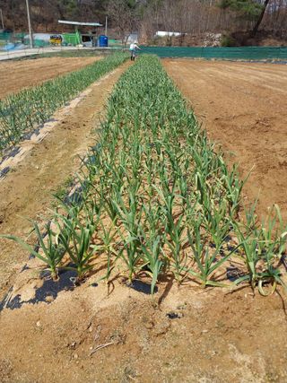 성주 농업인님의 마늘 · 영농일지 작성글 사진