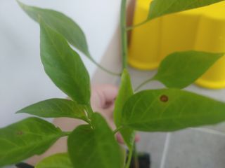 장유경님의 농사, 무엇이든 물어보세요! · 참여글 작성글 사진