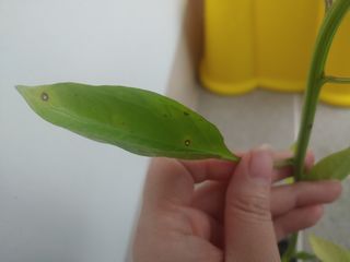 장유경님의 농사, 무엇이든 물어보세요! · 참여글 작성글 사진