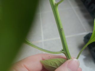 장유경님의 농사, 무엇이든 물어보세요! · 참여글 작성글 사진