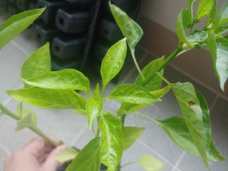 장유경님의 농사, 무엇이든 물어보세요! · 참여글 작성글 사진