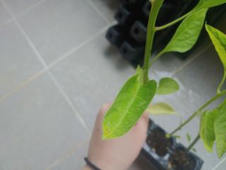 장유경님의 농사, 무엇이든 물어보세요! · 참여글 작성글 사진