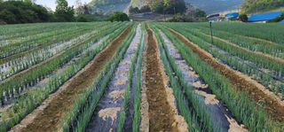 귀촌의꿈님의 파 · 영농일지 작성글 사진