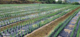 귀촌의꿈님의 파 · 영농일지 작성글 사진