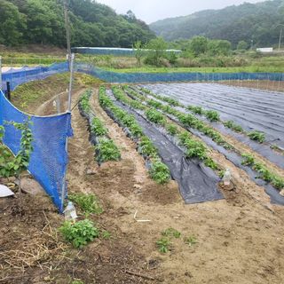 희상님의 고추 · 영농일지 작성글 사진