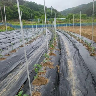 희상님의 고추 · 영농일지 작성글 사진