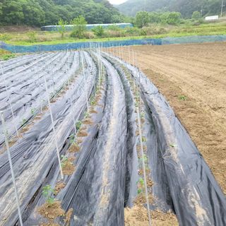 희상님의 고추 · 영농일지 작성글 사진