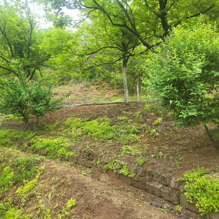 희상님의 고추 · 영농일지 작성글 사진