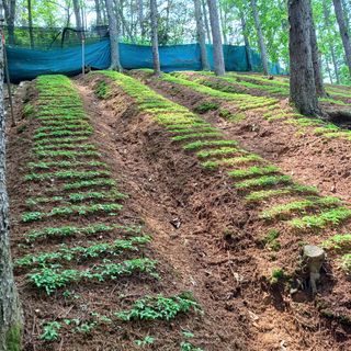 이광진님의 5월 내 작물 자랑하기 · 참여글 작성글 사진