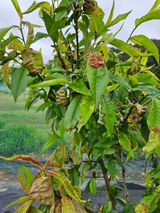 팜모닝 복숭아·병해충상담 게시글 이미지