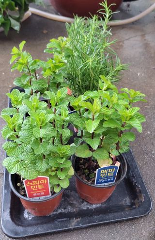 농부쑤니님의 자유주제 · 자유게시판 작성글 사진