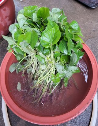 농부쑤니님의 자유주제 · 자유게시판 작성글 사진