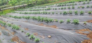 신승철님의 감자 · 영농일지 작성글 사진