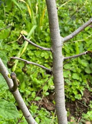 장기범님의 기타작물 · 영농일지 작성글 사진