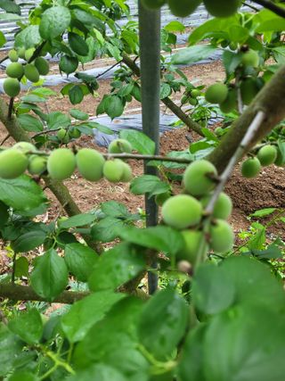 박완규님의 5월 내 작물 자랑하기 · 참여글 작성글 사진