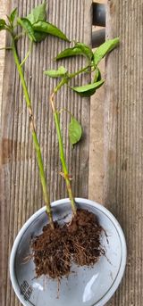 팜모닝 고추·병해충상담 게시글 이미지