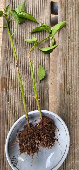 정맨님의 고추 · 병해충상담 작성글 사진