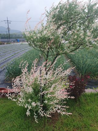구봉갑산님의 자유주제 · 자유게시판 작성글 사진
