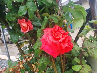 구봉갑산님의 자유주제 · 자유게시판 작성글 사진