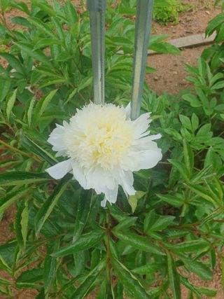 구봉갑산님의 자유주제 · 자유게시판 작성글 사진