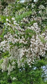 팜모닝 5월 내 작물 자랑하기·참여글 게시글 이미지