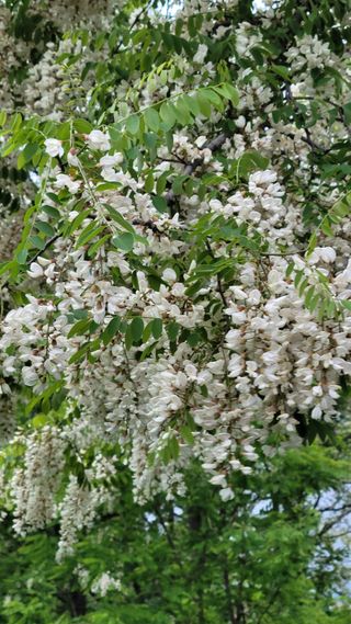 우경농원님의 5월 내 작물 자랑하기 · 참여글 작성글 사진