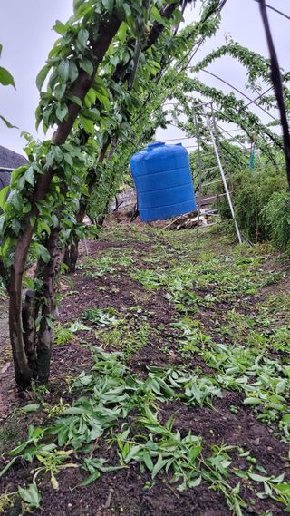 우경농원님의 5월 내 작물 자랑하기 · 참여글 작성글 사진