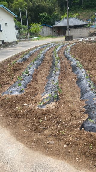 마늘님의 5월 내 작물 자랑하기 · 참여글 작성글 사진