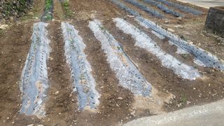 마늘님의 5월 내 작물 자랑하기 · 참여글 작성글 사진