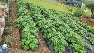 마늘님의 5월 내 작물 자랑하기 · 참여글 작성글 사진