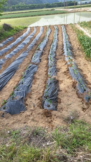 마늘님의 5월 내 작물 자랑하기 · 참여글 작성글 사진