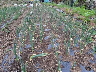 마운틴팜125님의 마늘 · 병해충상담 작성글 사진