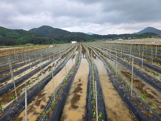 대광자동차공업사님의 고추 · 일상 작성글 사진