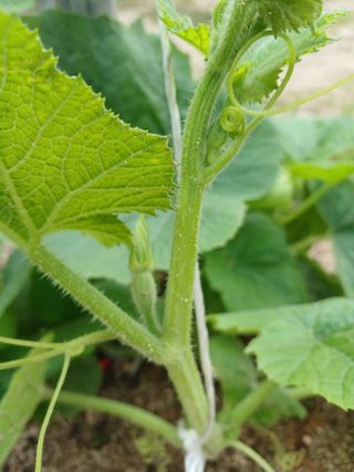 산성골농장님의 자유주제 · 자유게시판 작성글 사진