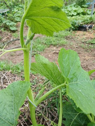 산성골농장님의 자유주제 · 자유게시판 작성글 사진