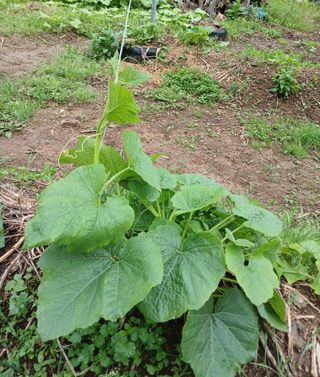 산성골농장님의 자유주제 · 자유게시판 작성글 사진