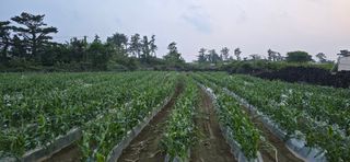 고광호님의 5월 내 작물 자랑하기 · 참여글 작성글 사진