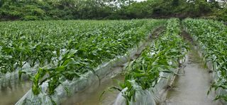 고광호님의 5월 내 작물 자랑하기 · 참여글 작성글 사진